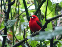 oiseau rouge